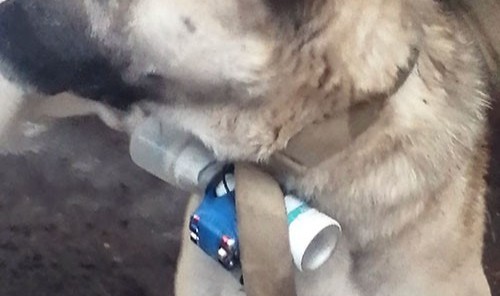 Ermeni silahlı gruplar, EYP bağladıkları köpek ile Karabağ'da Azerbaycan askerlerini hedef aldı