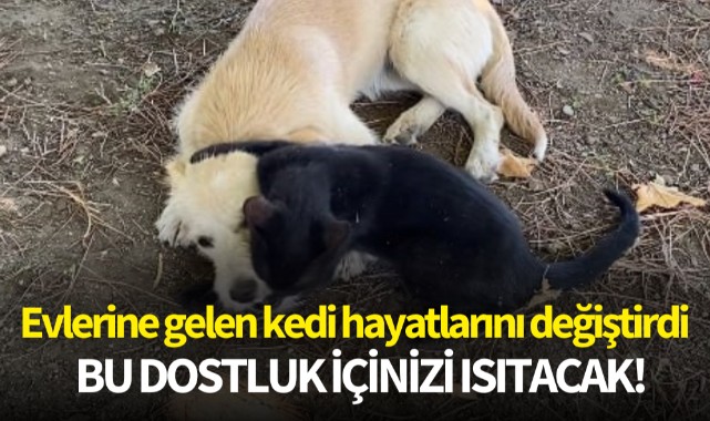 Evlerine gelen kedi hayatlarını değiştirdi! Bu dostluk içinizi ısıtacak