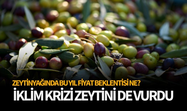 İklim krizi zeytini de vurdu