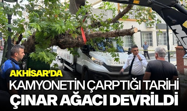 Kamyonetin çarptığı tarihi çınar ağacı devrildi