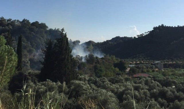 Köşk’te zeytinlik yangını korkuttu