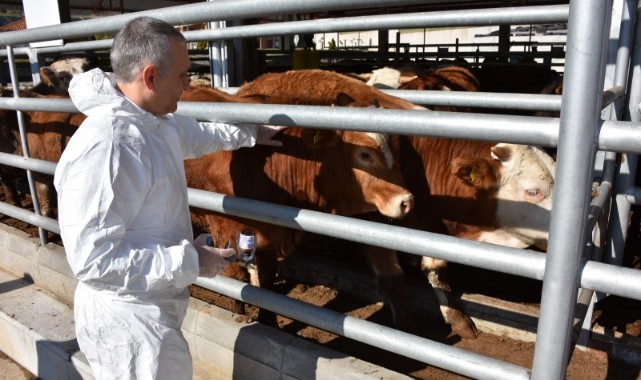 Manisa'da şap aşılamalarına start verildi
