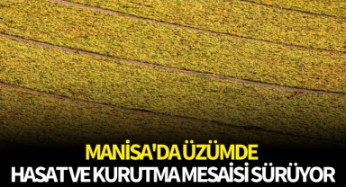 Manisa'da üzümde hasat ve kurutma mesaisi sürüyor