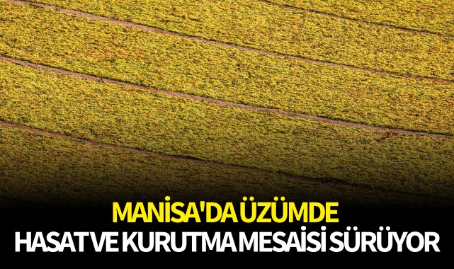 Manisa'da üzümde hasat ve kurutma mesaisi sürüyor