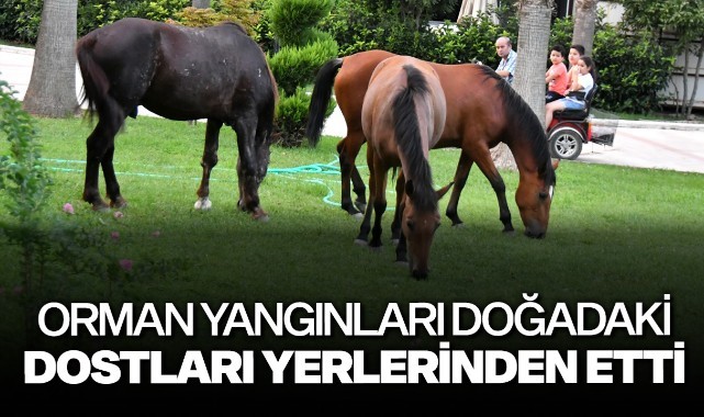 Orman yangınları doğadaki dostları yerlerinden etti