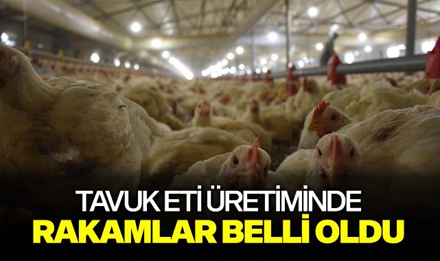 Tavuk eti üretiminde rakamlar belli oldu