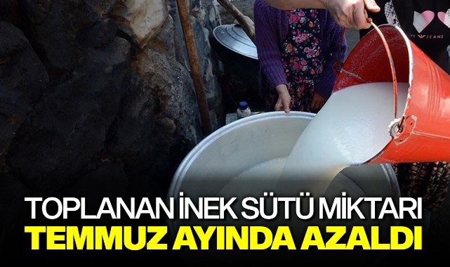 Toplanan inek sütü miktarı Temmuz ayında azaldı