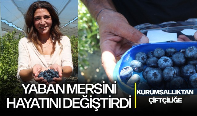 Yaban mersini hayatını değiştirdi