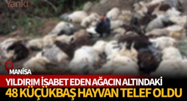 Yıldırım düştü, 48 hayvan telef oldu
