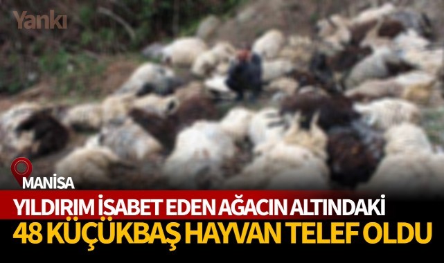 Yıldırım düştü, 48 hayvan telef oldu