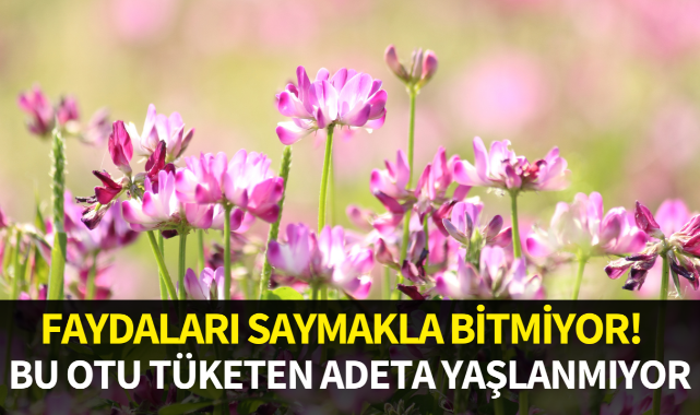 Bu otu tüketen adeta yaşlanmıyor