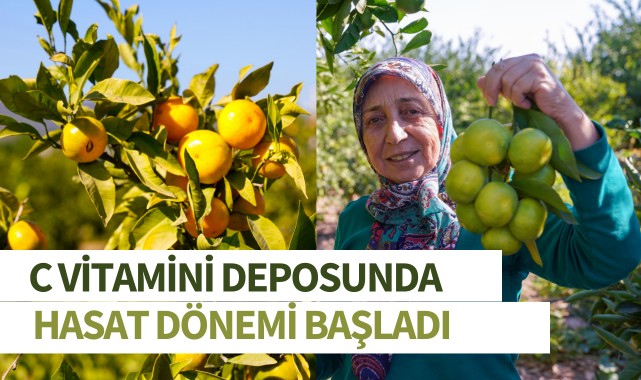 C Vitamini deposunda hasat dönemi başladı
