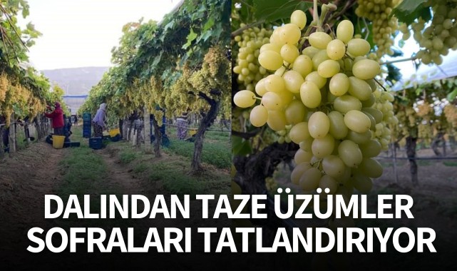 Dalından taze üzümler sofraları tatlandırıyor