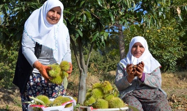 Demirci'de kestane hasadı başladı