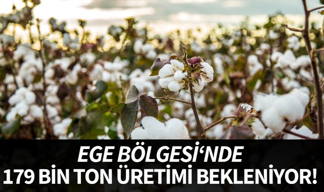 Ege Bölgesi'nde 179 bin ton pamuk üretimi bekleniyor