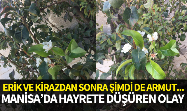 Erik ve kirazdan sonra şimdi de armut... Manisa'da hayrete düşüren olay!