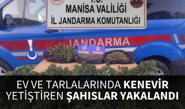 Ev ve tarlalarında kenevir yetiştiren şahıslar yakalandı