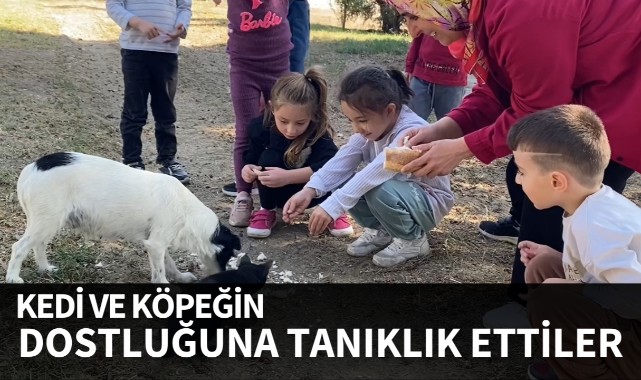 Kedi ve köpeğin dostluğuna tanıklık ettiler