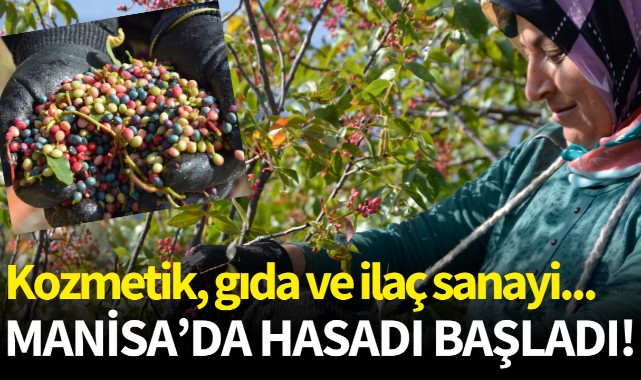 Manisa'da hasadı başladı