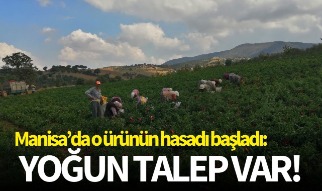 Manisa'da o ürünün hasadı başladı: Yoğun talep var!
