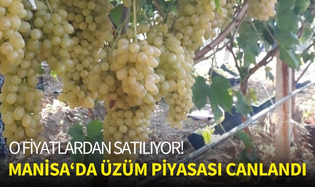 Manisa'da üzüm piyasası canlandı