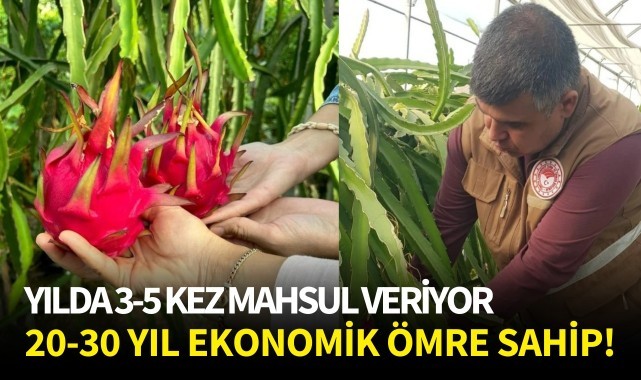 Yılda 3-5 kez mahsul veriyor, 20-30 yıl ekonomik ömre sahip!