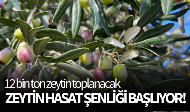 Zeytin hasat şenliği başlıyor! 