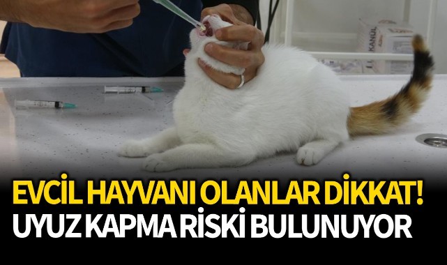 Evcil hayvanı olanlar dikkat! Uyuz kapma riski bulunuyor