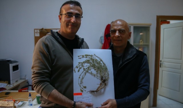 İzmir'de keşfedilen "efeçayı" bitkisinin Alzheimer'a karşı etkisi araştırılıyor