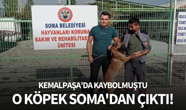 Kemalpaşa'da kaybolmuştu: O köpek Soma'dan çıktı!