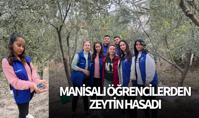 Manisalı öğrencilerden zeytin hasadı 