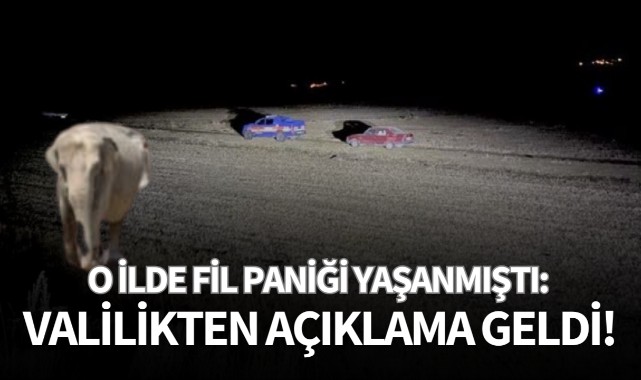 O ilde fil paniği yaşanmıştı: Valilikten açıklama geldi!