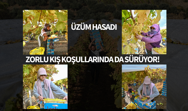 Üzüm hasadı zorlu kış koşullarında da sürüyor!