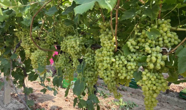 Alaşehir'de çiftçilere ÇKS uyarısı