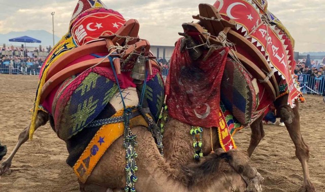 Alaşehir'de deve güreşi kültürü yaşatılıyor!