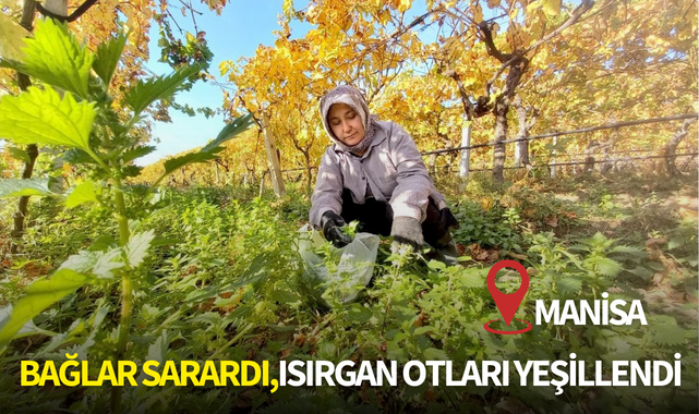 Bağlar sarardı,ısırgan otları yeşillendi