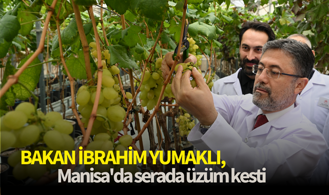Bakan İbrahim Yumaklı, Manisa'da serada üzüm kesti
