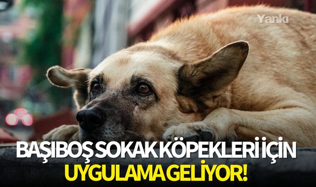 Başıboş sokak köpekleri için uygulama geliyor!