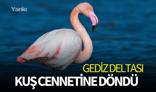 Gediz Deltası kuş cennetine döndü