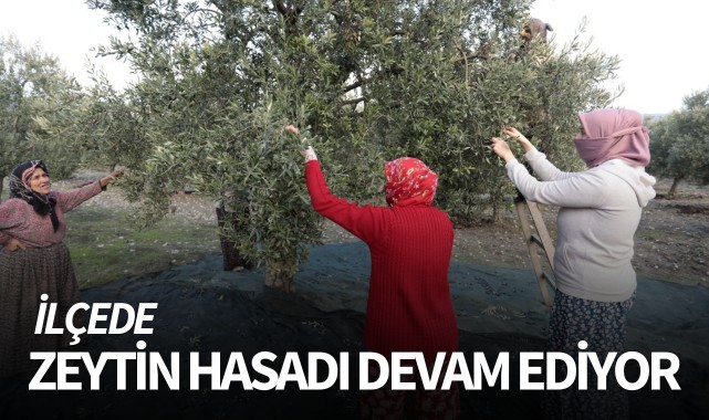İlçede zeytin hasadı devam ediyor