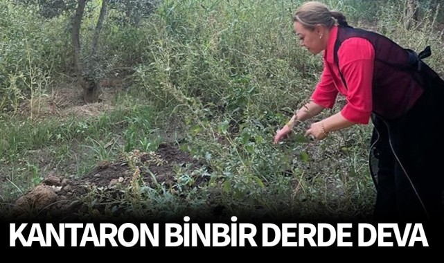 Kantaron bitkisi binbir derde deva