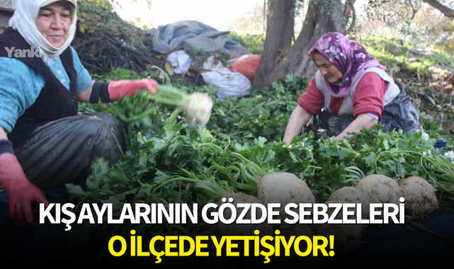 Kış aylarının gözde sebzeleri o ilçede yetişiyor!