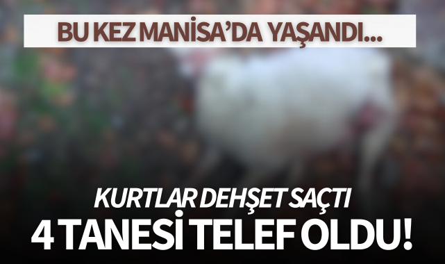Kurtlar dehşet saçtı,4 tanesi telef oldu!