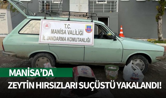 Manisa'da zeytin hırsızları suçüstü yakalandı!