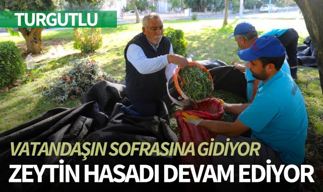 Turgutlu'da zeytin hasadı devam ediyor!
