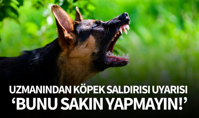 Uzmanından köpek saldırısı uyarısı: 'Bunu sakın yapmayın!'