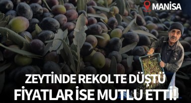 Zeytinde rekolte düştü fiyatlar mutlu etti!