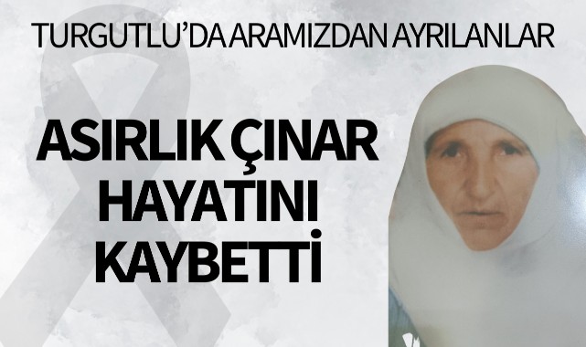 Asırlık çınar hayatını kaybetti