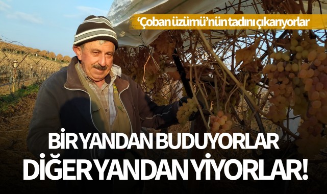 Bir yandan buduyorlar diğer yandan yiyorlar!