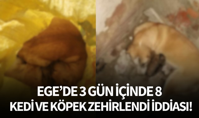 Ege'de son 3 günde 8 köpek ve kedi zehirlendi iddiası!